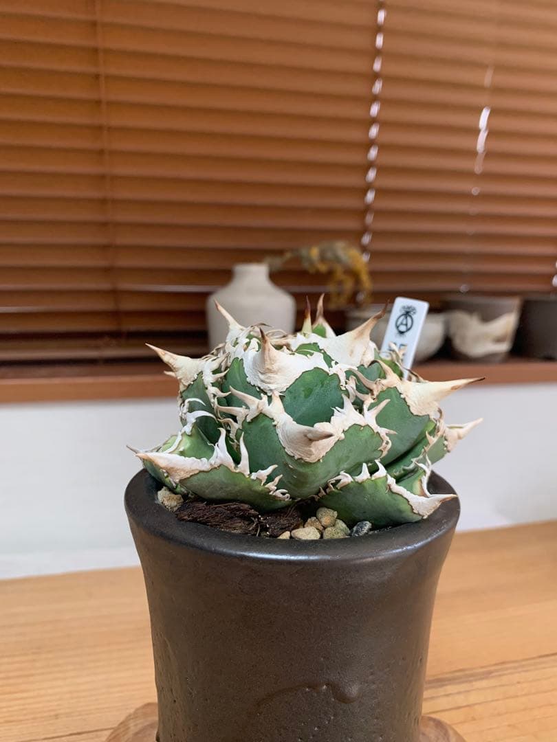 【活着済子株】アガベ　チタノタ　CJspecial