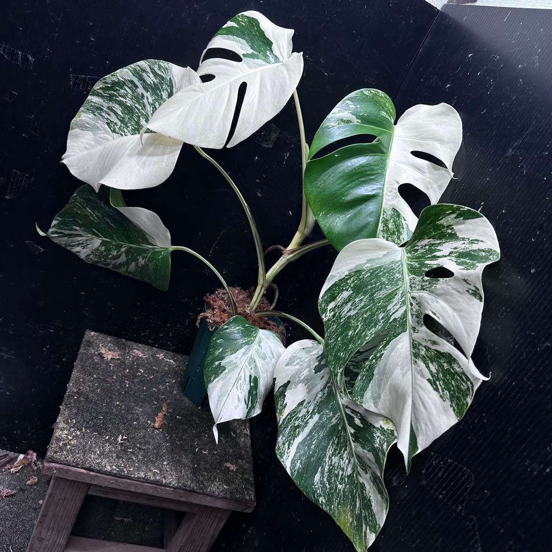 ば*ん様 斑入りモンステラ ホワイトタイガー極美大株51cm白斑多