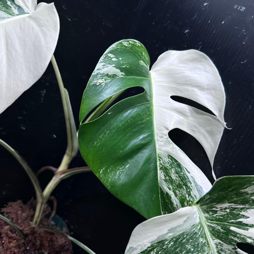 ば*ん様 斑入りモンステラ ホワイトタイガー極美大株51cm白斑多