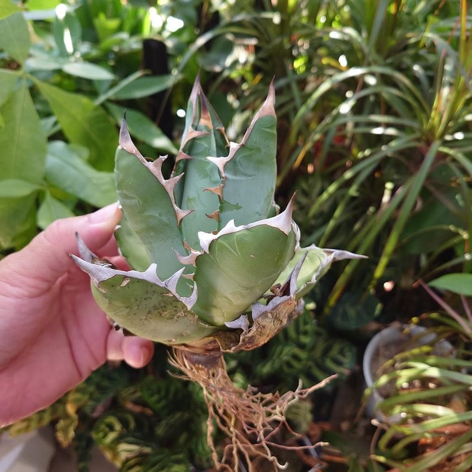 アガベ チタノタ オアハカ Agave titanota Oaxaca 14
