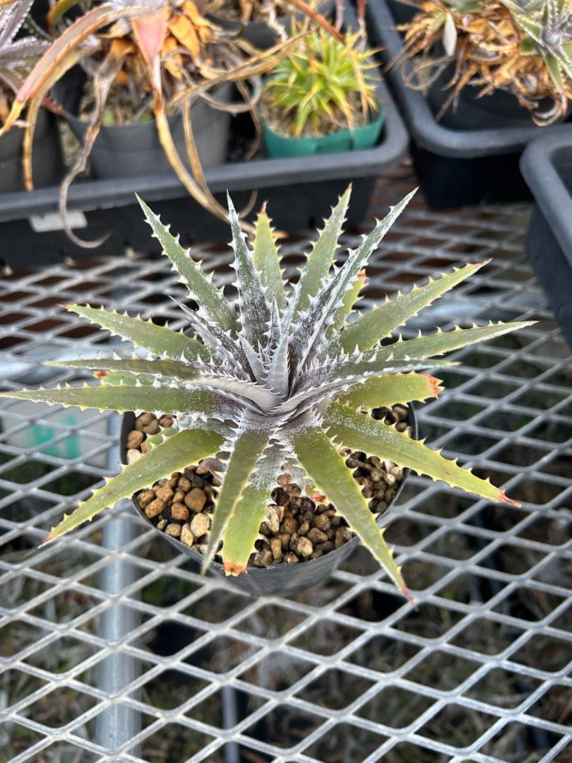 DBディッキア Dyckia Bill Baker hybrid #222