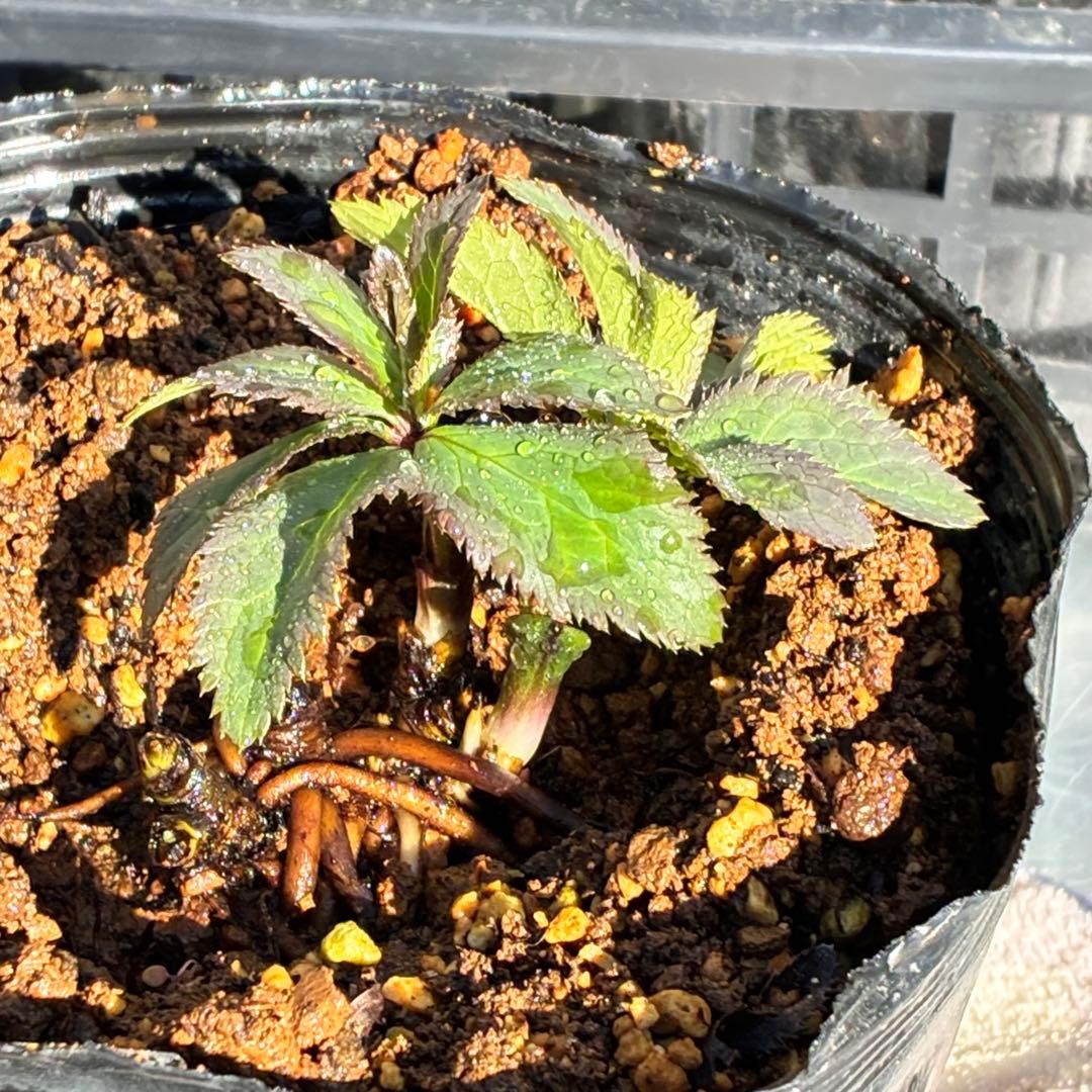 ま*ち様 ☘️限定一株☘️直筆タグ付き☘️3386⭐️WM原生地採取⭐️occi