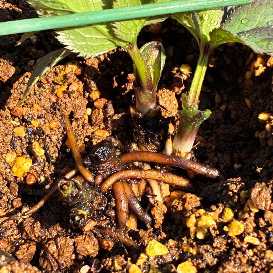 ま*ち様 ☘️限定一株☘️直筆タグ付き☘️3386⭐️WM原生地採取⭐️occi