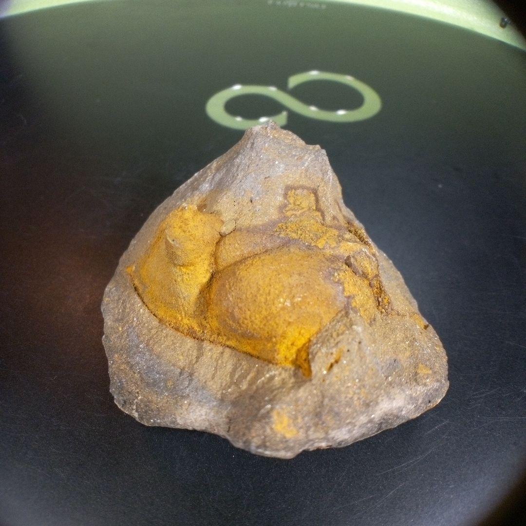 三葉虫　化石　fossil　海　ボリビア産　trilobite　ボリビア化石郡⑧