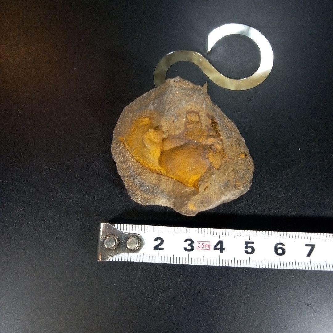 三葉虫　化石　fossil　海　ボリビア産　trilobite　ボリビア化石郡⑧