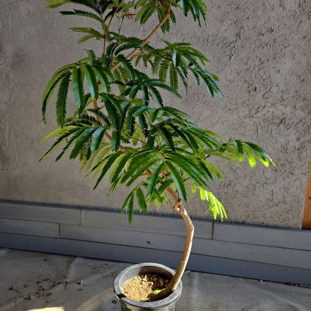 ⑫　エバーフレッシュ曲がり仕立て　8号特大苗木最高等級極上品‼️