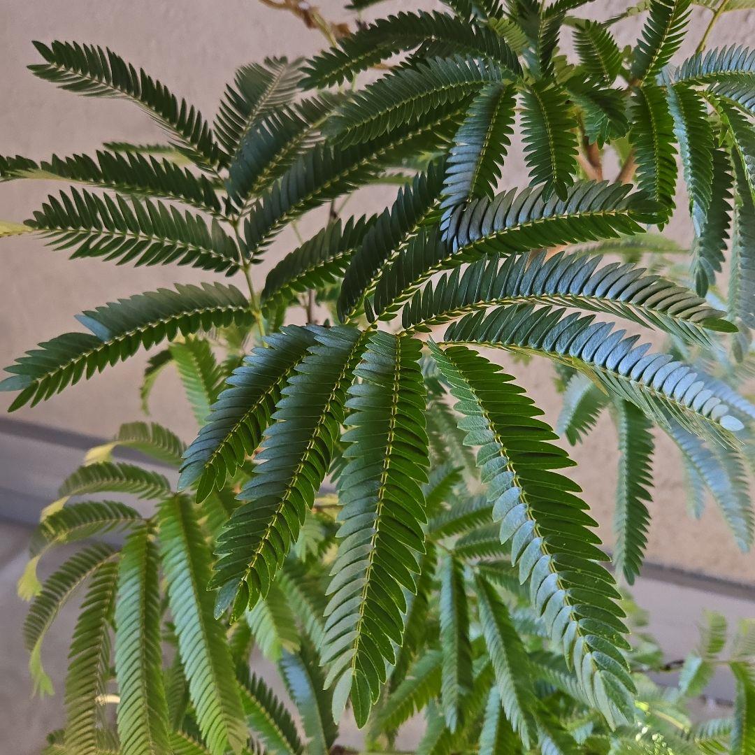 ⑫　エバーフレッシュ曲がり仕立て　8号特大苗木最高等級極上品‼️