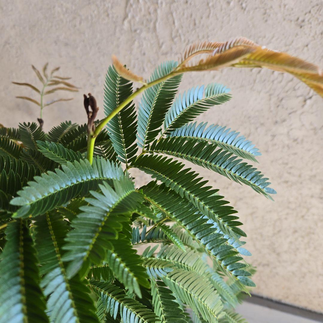 ⑫　エバーフレッシュ曲がり仕立て　8号特大苗木最高等級極上品‼️