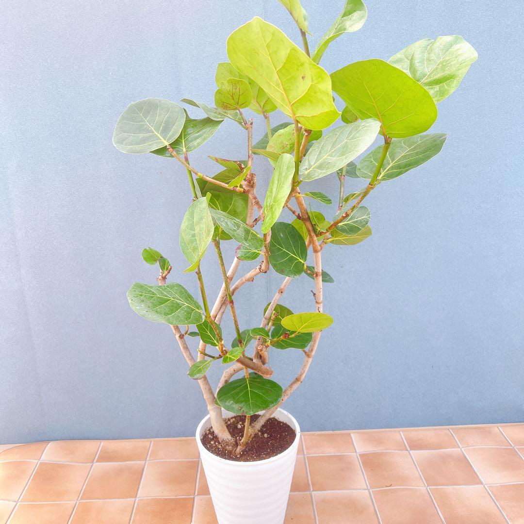 現品　海葡萄　シーグレープ　曲がり　1番　観葉植物　希少　インテリアグリーン