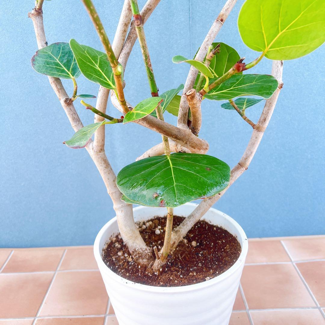 現品　海葡萄　シーグレープ　曲がり　1番　観葉植物　希少　インテリアグリーン