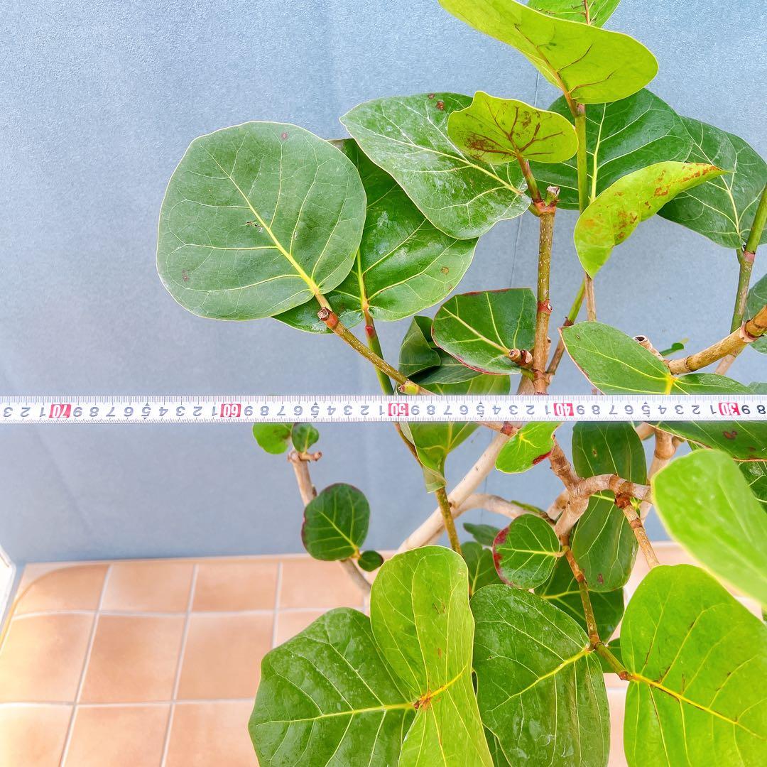 現品　海葡萄　シーグレープ　曲がり　1番　観葉植物　希少　インテリアグリーン