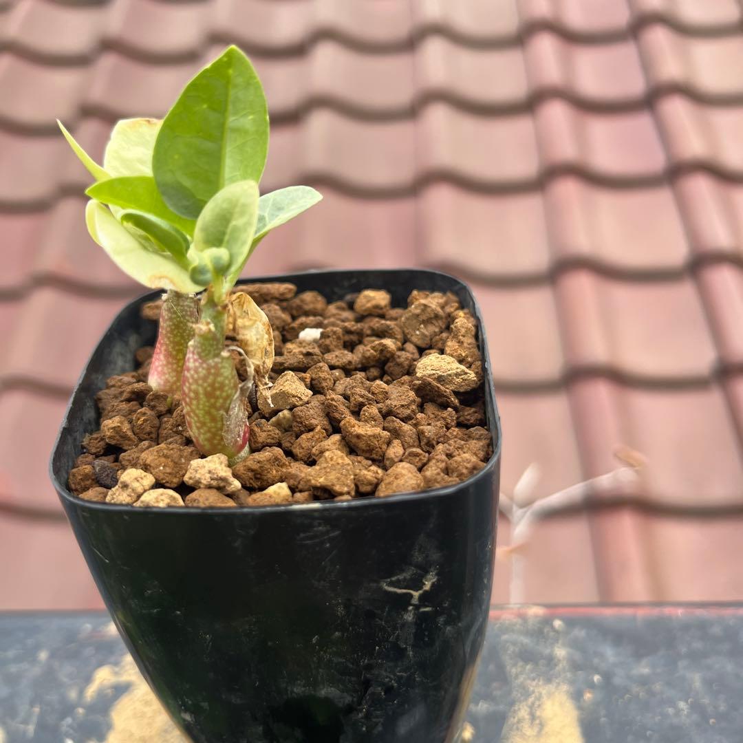 ふ*も様 産地情報付き　アデニア　ペチュエリー　実生2株