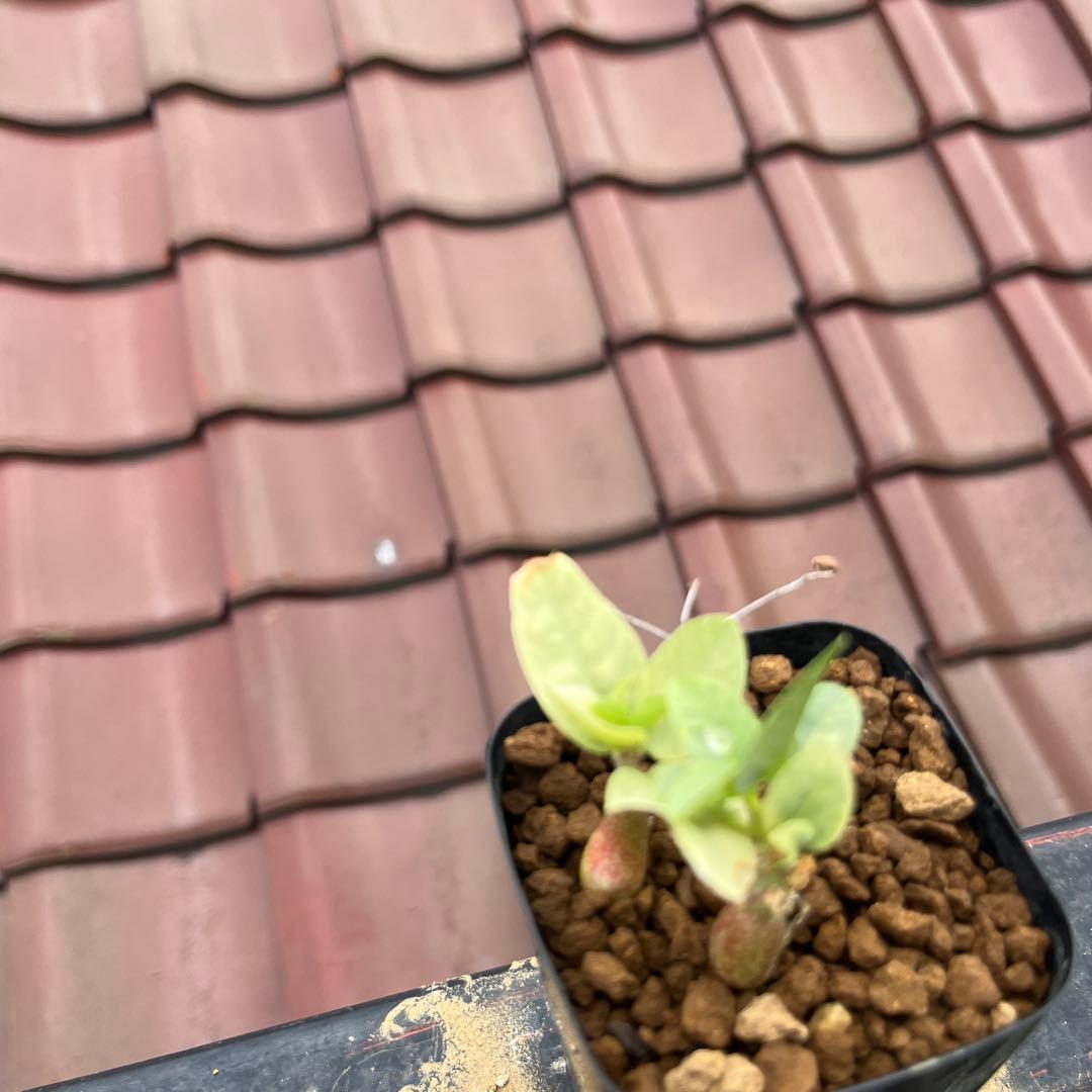 ふ*も様 産地情報付き　アデニア　ペチュエリー　実生2株