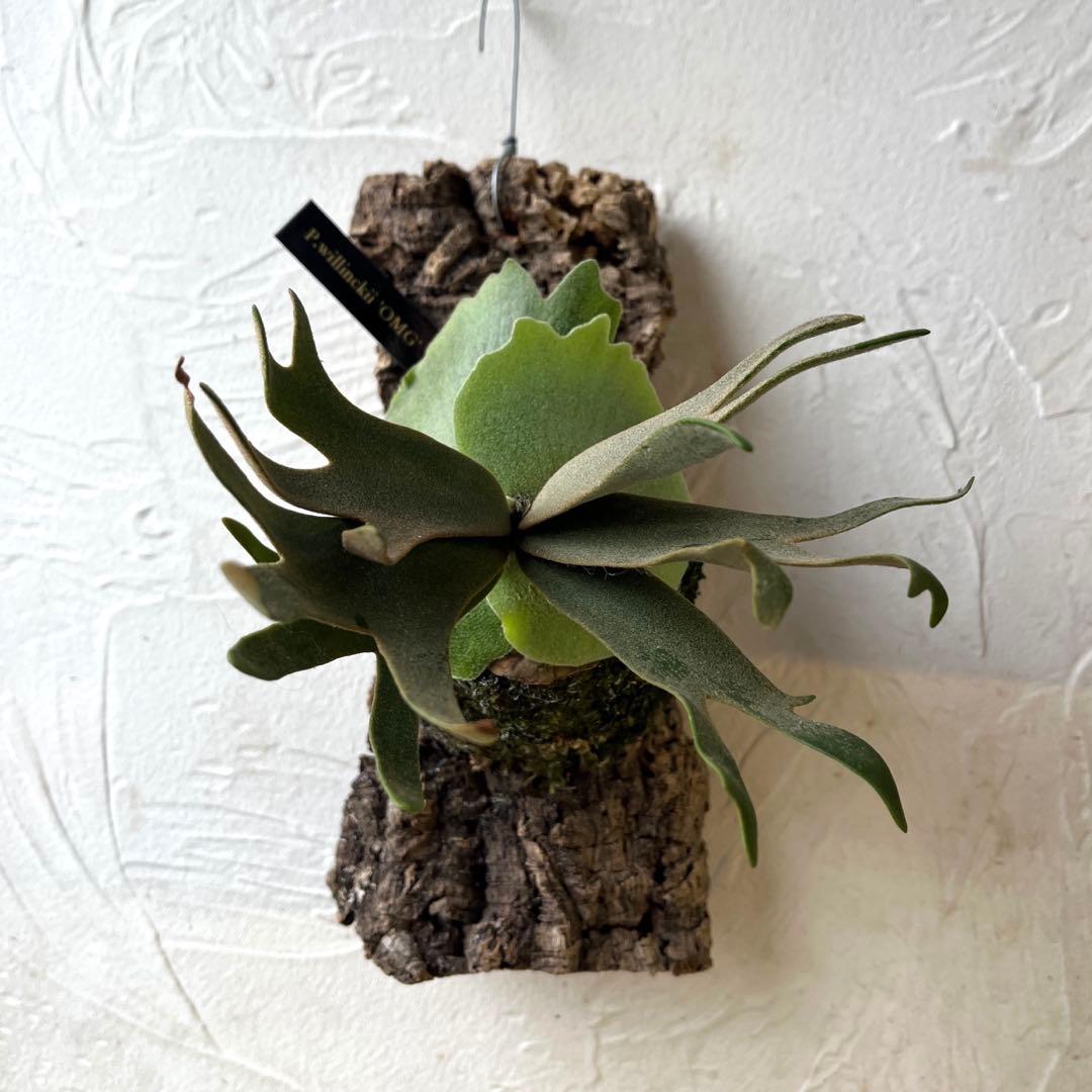 ポ*ン様 ビカクシダ　ウィリンキー　OMG コルク付け