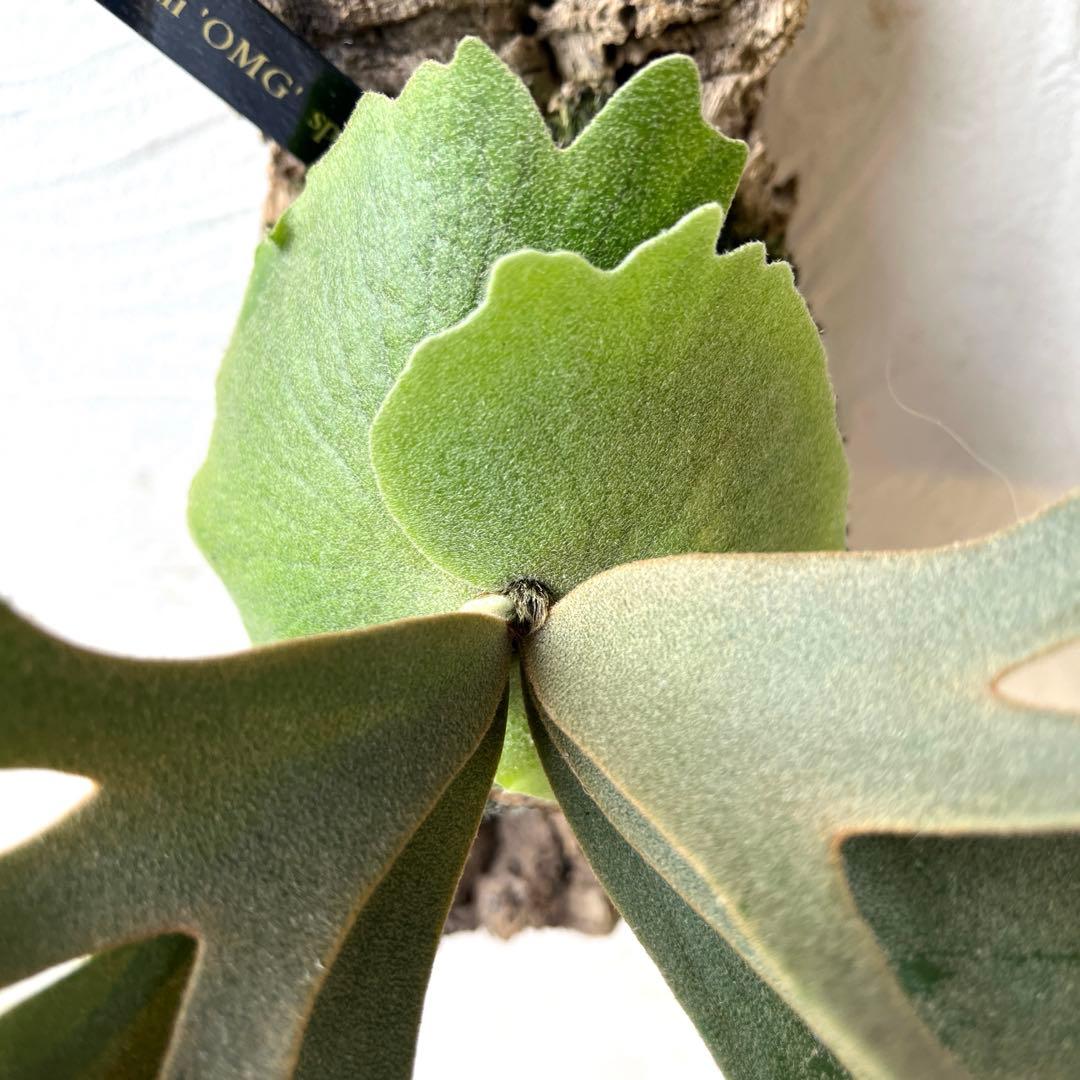 ポ*ン様 ビカクシダ　ウィリンキー　OMG コルク付け