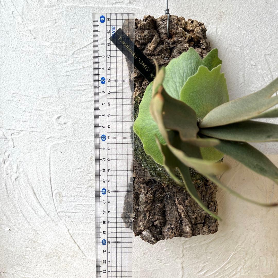 ポ*ン様 ビカクシダ　ウィリンキー　OMG コルク付け