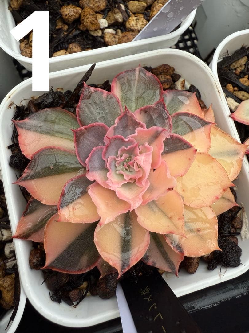 多肉植物　フローレンス錦　抜き苗　カット苗