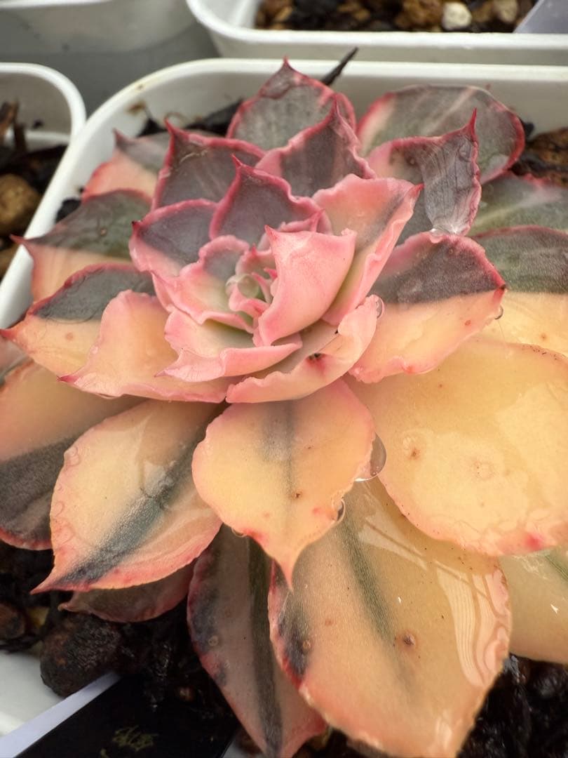 多肉植物　フローレンス錦　抜き苗　カット苗