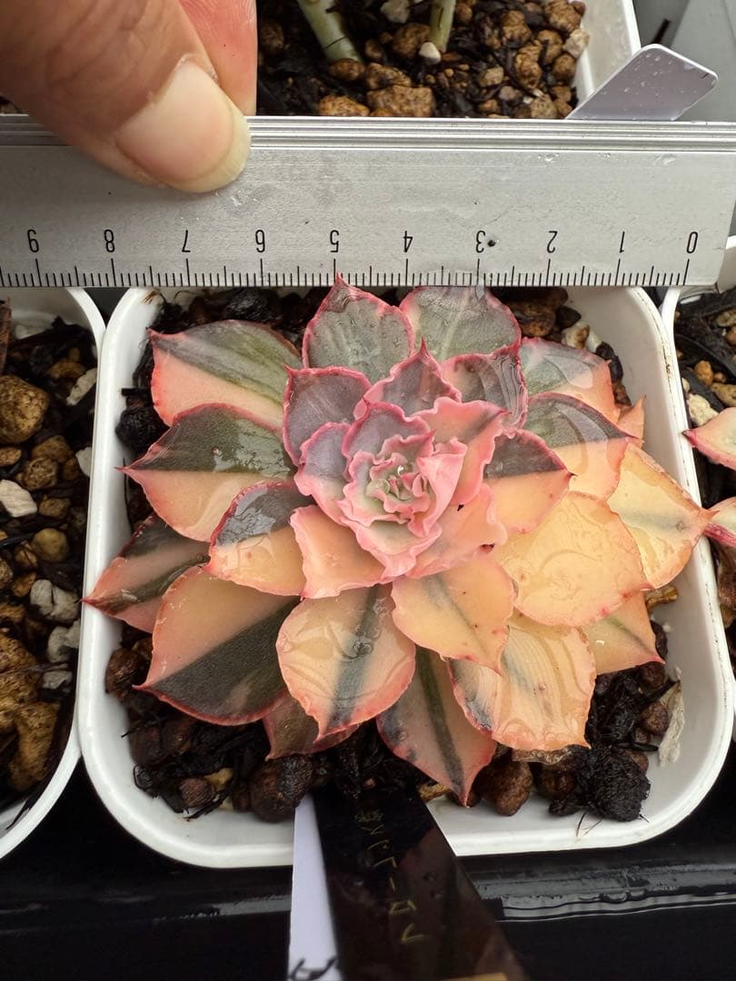 多肉植物　フローレンス錦　抜き苗　カット苗