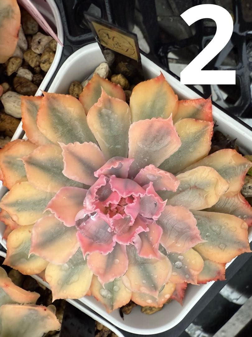 多肉植物　フローレンス錦　抜き苗　カット苗