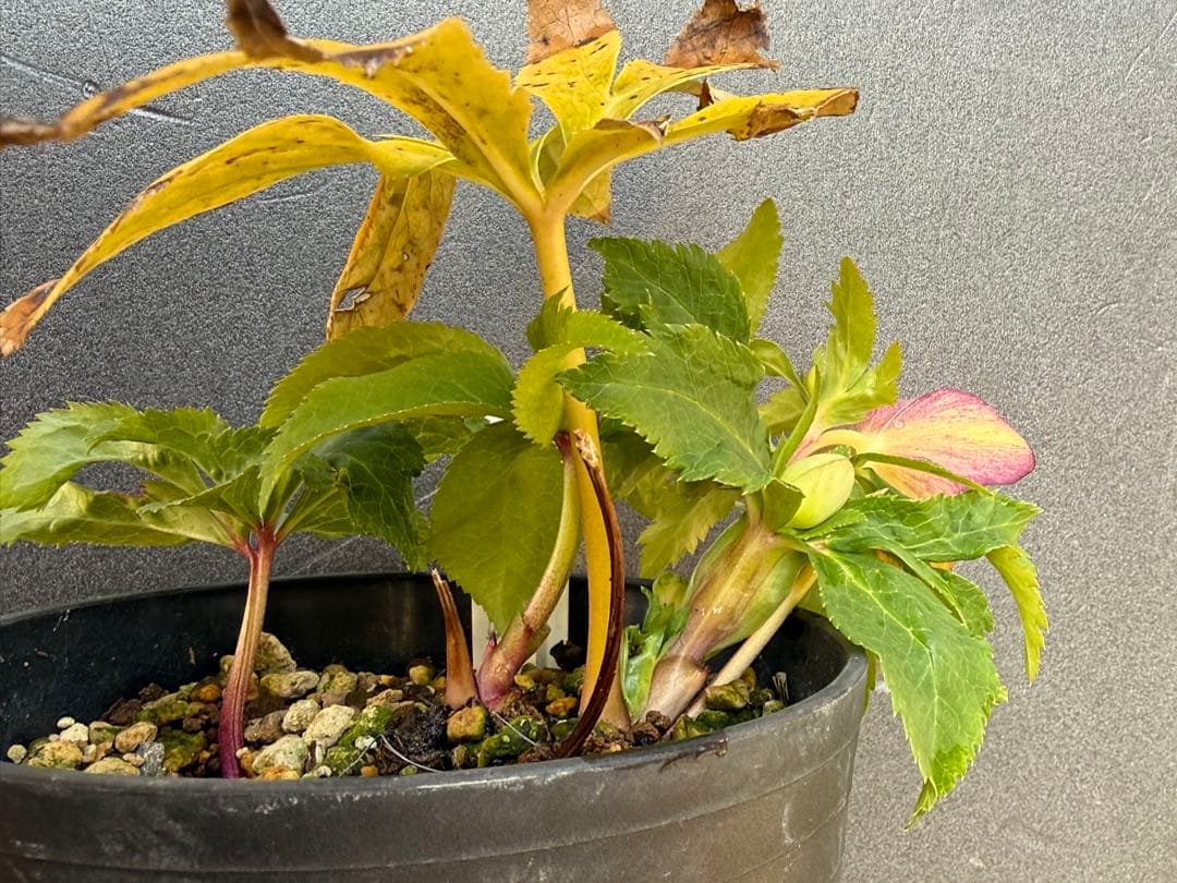 K*i様 クリスマスローズ 開花株ddムルチオーレア 充実株 大木ナーセリー