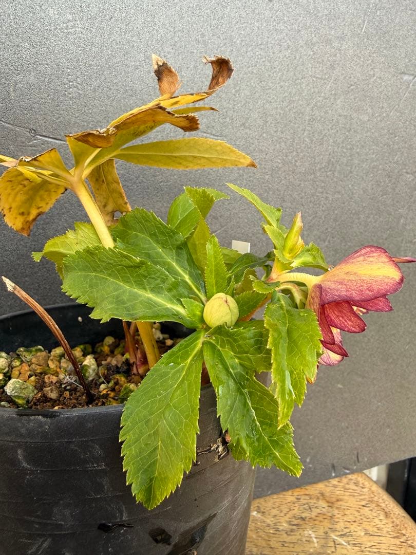 K*i様 クリスマスローズ 開花株ddムルチオーレア 充実株 大木ナーセリー