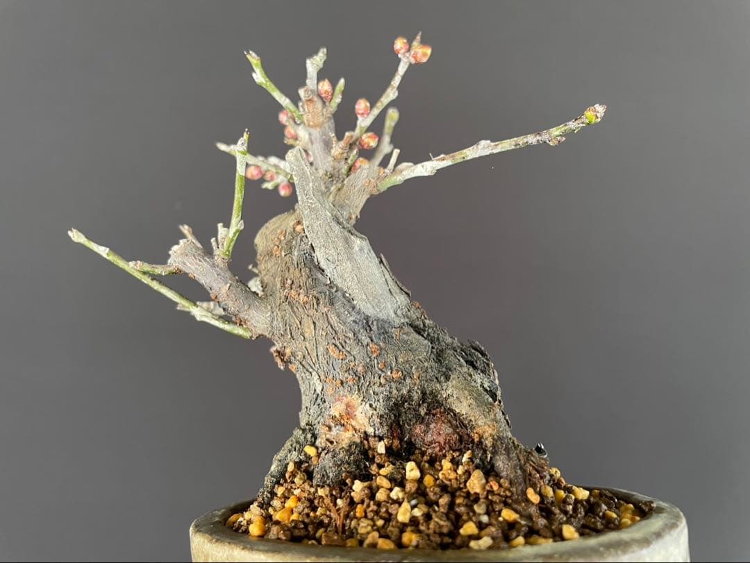 白木盆栽園　野梅　小品盆栽　樹高12センチ　楓カエデ紅葉モミジ欅ケヤキミニ盆栽