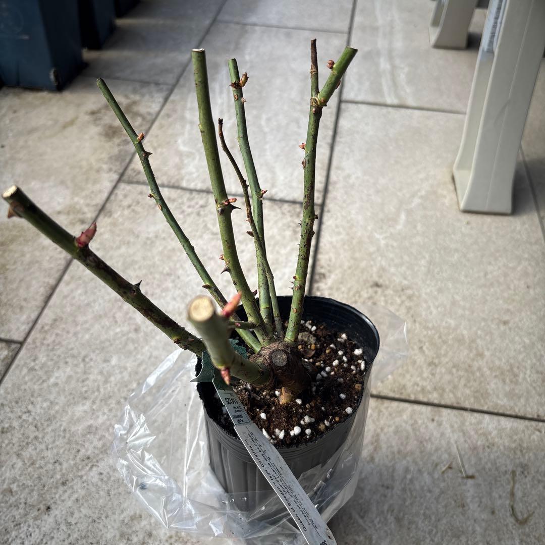 イングリッシュローズ クイーンオブスウェーデン & レディオブシャーロット 大苗