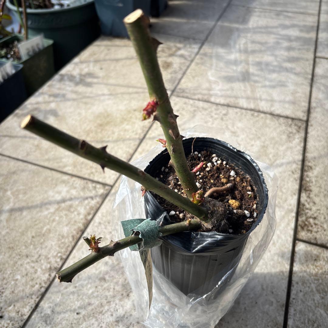 イングリッシュローズ クイーンオブスウェーデン & レディオブシャーロット 大苗