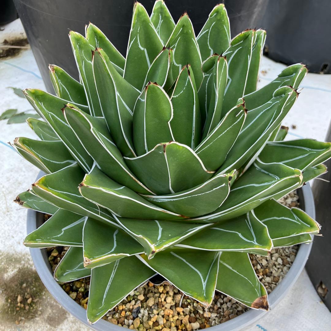 アガベ 笹の雪 “桃太郎” 標本株サイズ　10号鉢　鉢ごと発送