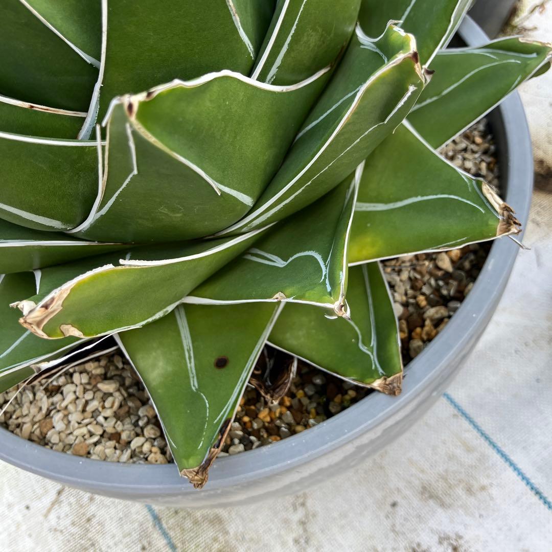 アガベ 笹の雪 “桃太郎” 標本株サイズ　10号鉢　鉢ごと発送