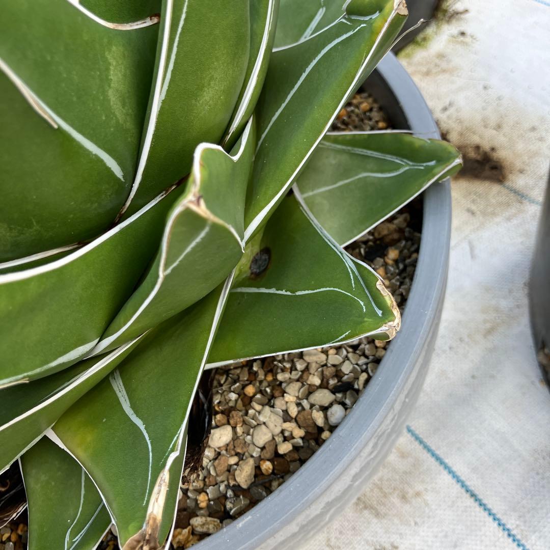 アガベ 笹の雪 “桃太郎” 標本株サイズ　10号鉢　鉢ごと発送