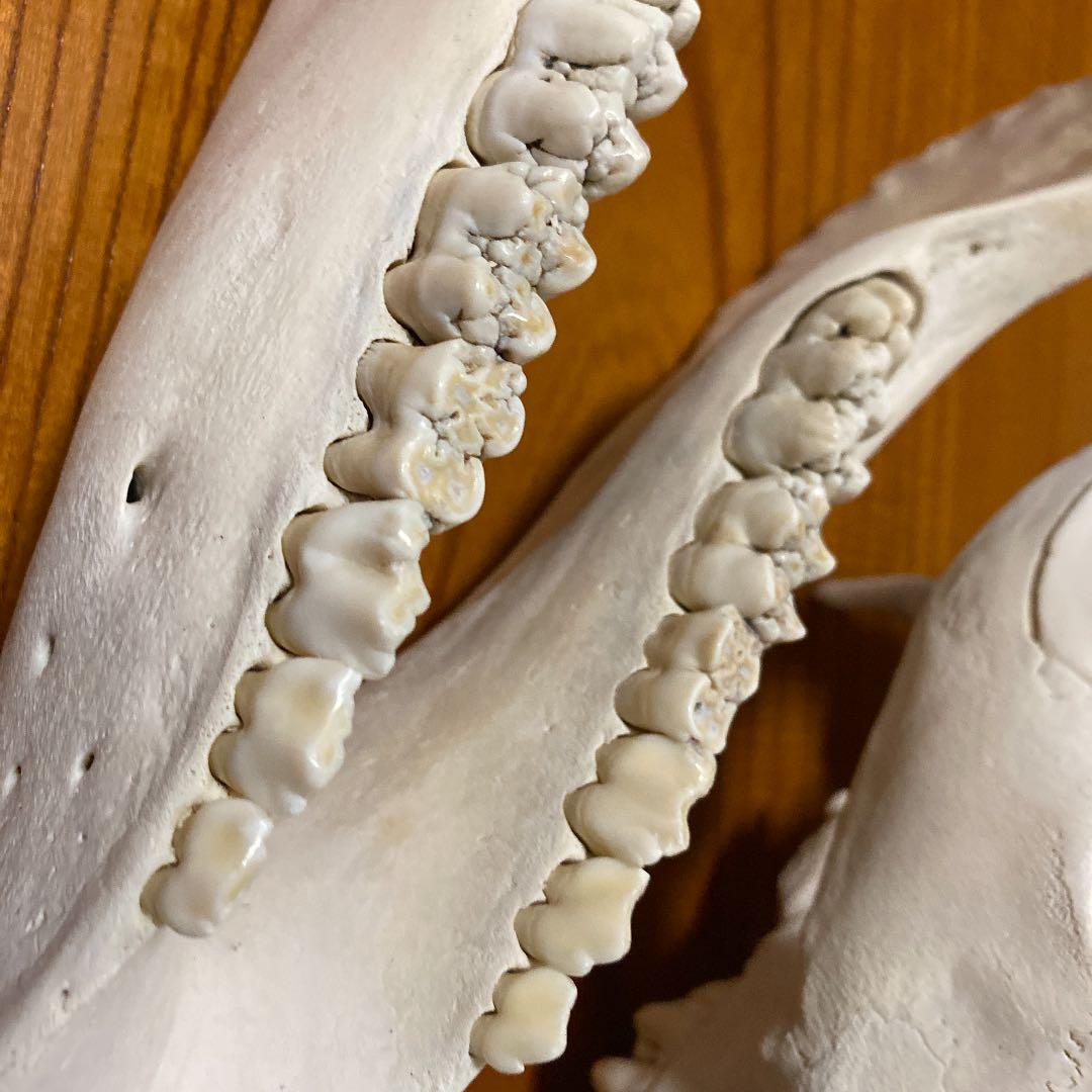 イノシシの頭蓋骨