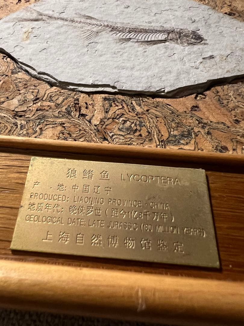 鑑定プレート付ジュラ紀魚化石LYCOPTERA木製額中国遼寧省産後期標本額装