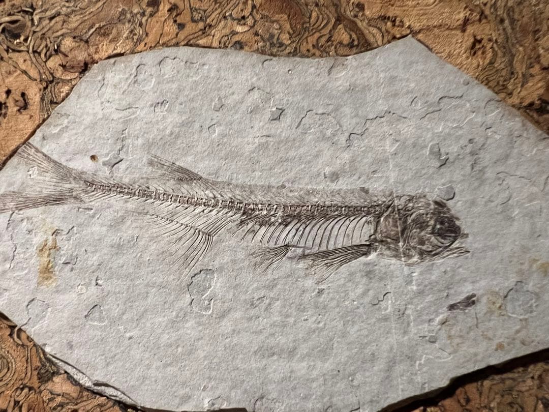 鑑定プレート付ジュラ紀魚化石LYCOPTERA木製額中国遼寧省産後期標本額装