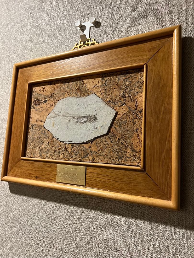 鑑定プレート付ジュラ紀魚化石LYCOPTERA木製額中国遼寧省産後期標本額装