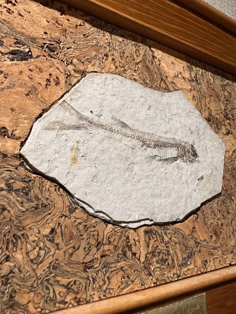鑑定プレート付ジュラ紀魚化石LYCOPTERA木製額中国遼寧省産後期標本額装