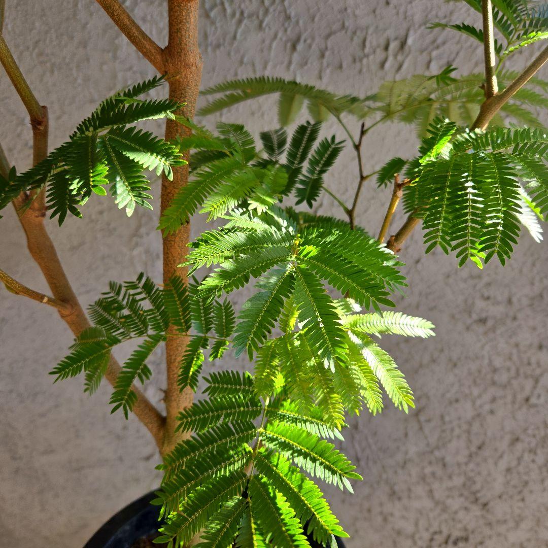 ④　エバーフレッシュ　8号特大苗木最高等級極上品‼️　極太