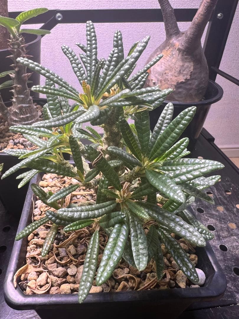 ドルステニア　ギガスブラータ