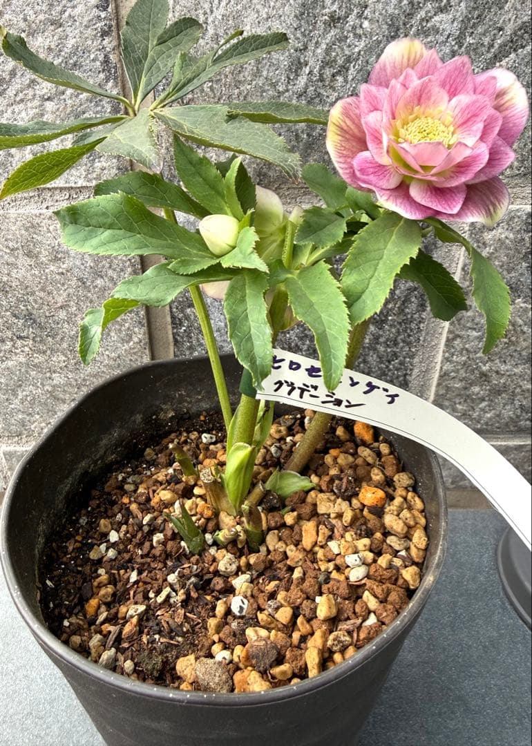 クリスマスローズ　広瀬園芸　グラデーション