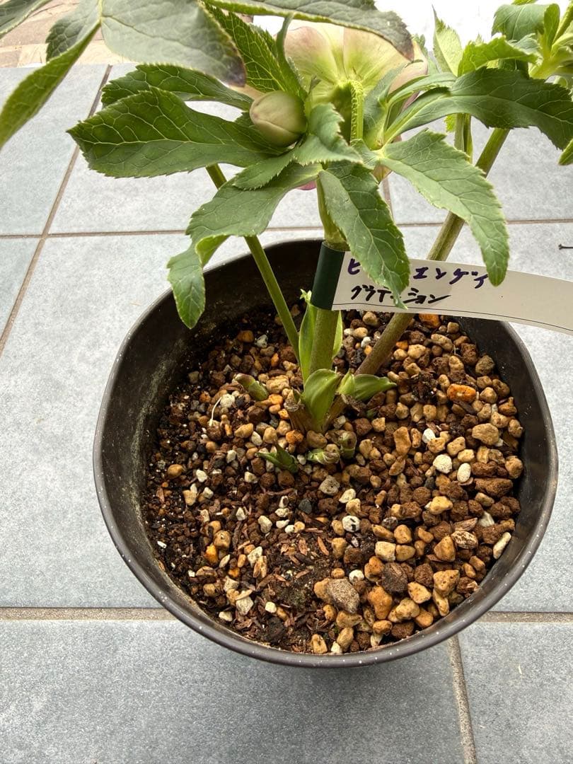 クリスマスローズ　広瀬園芸　グラデーション