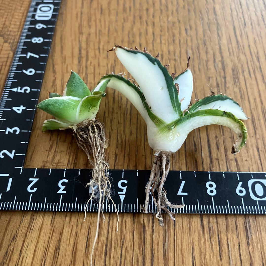 【初売りセット③】87 アガベ 太陽神錦　　ピンキー　TC2株　匿名配送