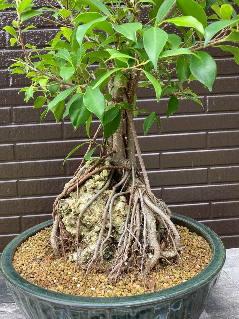 ガジュマル　フィカス 気根付き 観葉植物