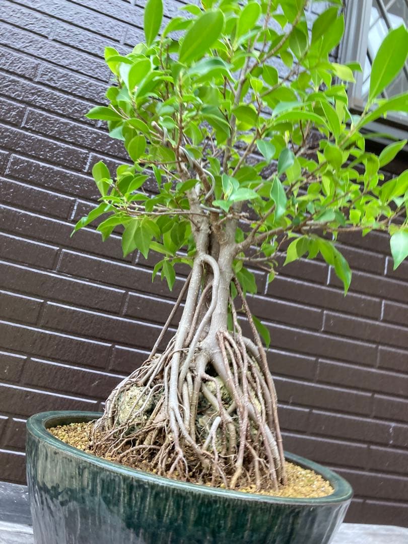 ガジュマル　フィカス 気根付き 観葉植物
