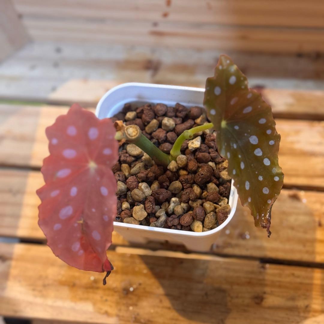 20 ベゴニア　マクラータ　斑入り　激レア