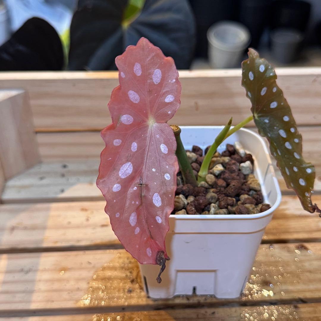 20 ベゴニア　マクラータ　斑入り　激レア