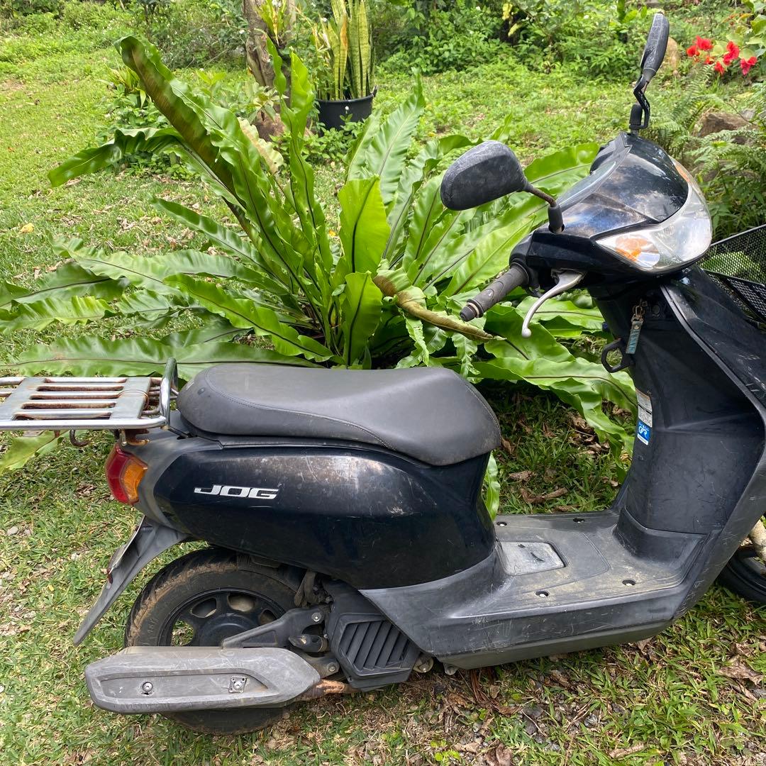 オオタニワタリ、大谷渡り