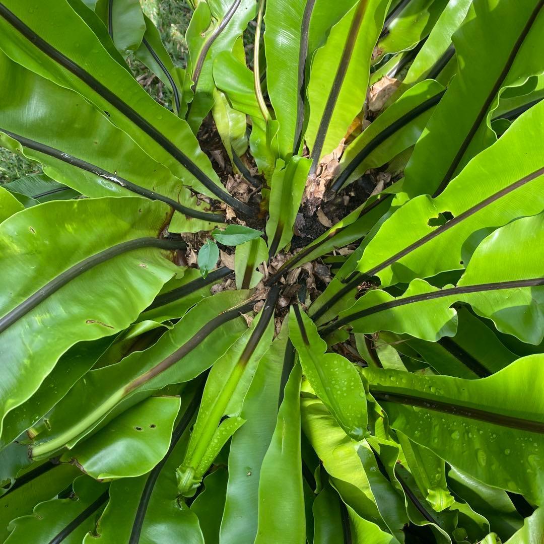 オオタニワタリ、大谷渡り