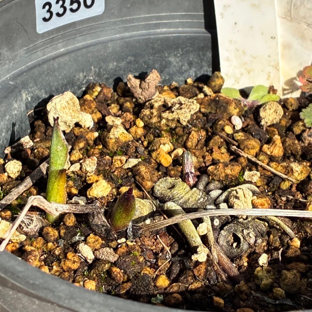 ヒ*イ様 ☘️限定1株☘️未株分け☘️タグ付き☘️3350⭐️H. croati