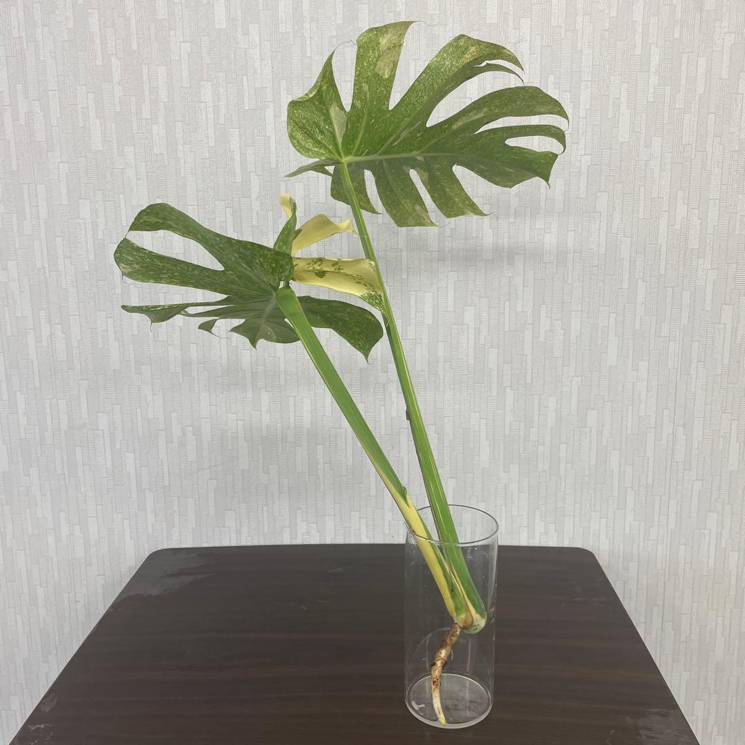 モンステラ　デリシオーサ　スターライト　トップカット